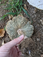 Chlorophyllum molybdites