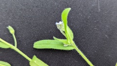 Myosotis arvensis