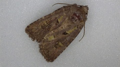 Lacinipolia renigera