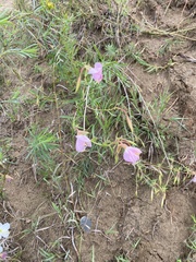 Oenothera nuttallii