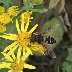 Eristalis pertinax