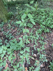 Carpinus caroliniana