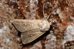 Mythimna albipuncta