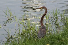 Egretta tricolor