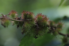 Triumfetta cordifolia