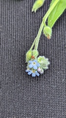 Myosotis arvensis