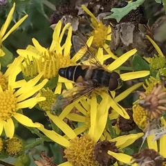 Eristalis pertinax