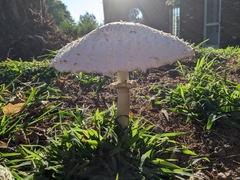Chlorophyllum molybdites