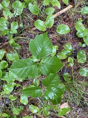 Toxicodendron rydbergii