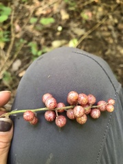 Maianthemum racemosum