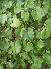 Vitis vulpina
