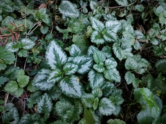 Lamium galeobdolon argentatum