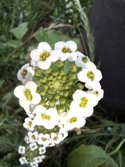 Lobularia