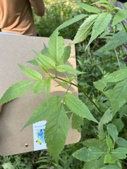 Bidens frondosa