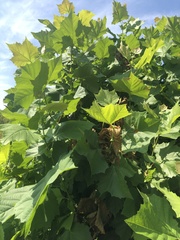 Platanus occidentalis