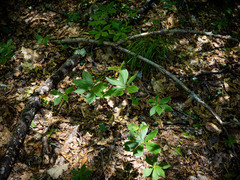 Medeola virginiana