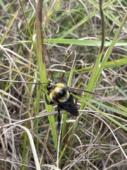 Bombus auricomus