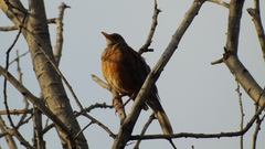 Turdus rufopalliatus