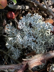 Cladonia rangiferina