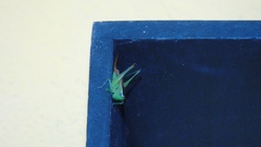 Conocephalini
