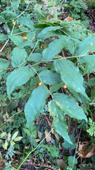 Prosartes hookeri