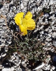 Papaver alpinum