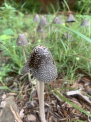 Coprinopsis picacea