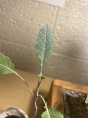 Brassica oleracea acephala