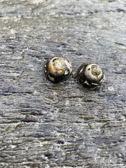 Steromphala umbilicalis