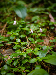 Linnaea borealis