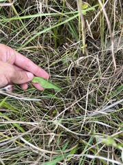 Erigeron strigosus