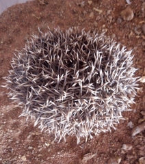 Atelerix albiventris