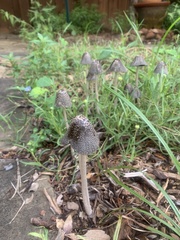 Coprinopsis picacea