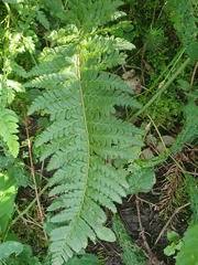 Polystichum aculeatum