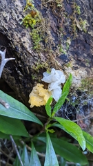 Tremella