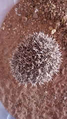 Atelerix albiventris
