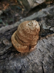 Basidiomycota