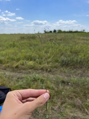 Erigeron strigosus