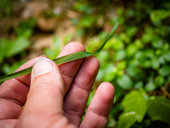 Oryzopsis asperifolia