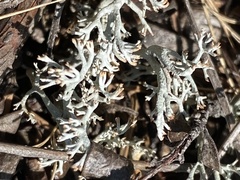 Cladonia rangiferina