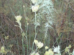 Asclepias