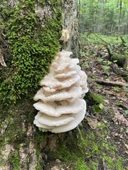 Climacodon septentrionalis