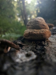 Basidiomycota