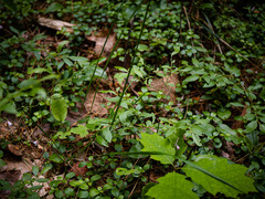 Oryzopsis asperifolia