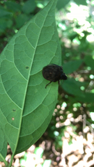 Pachycorinae