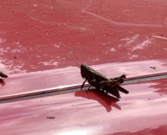 Melanoplus punctulatus