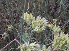 Asclepias
