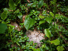 Maianthemum canadense