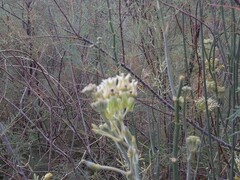 Asclepias