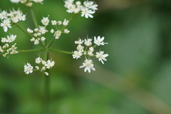 Conopodium